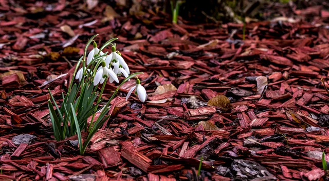 Kiefernrinde im Frühling ausbringen: Zeitpunkt und Vorgehen
