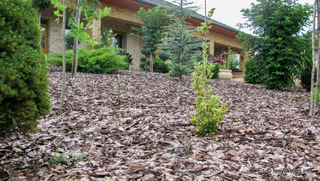 Rindenmulch