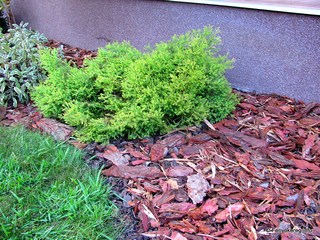 Rindenmulch