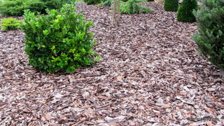 Rindenmulch