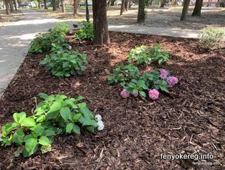 Fichtenmulch und Pappelmulch