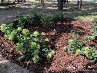 Fichtenmulch und Pappelmulch