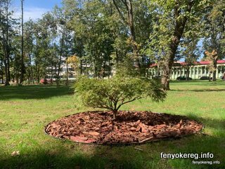 Fichtenmulch und Pappelmulch