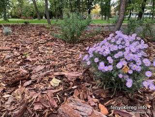 Fichtenmulch und Pappelmulch