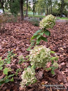 Fichtenmulch und Pappelmulch