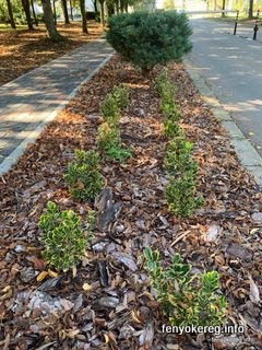 Fichtenmulch und Pappelmulch