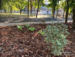 Pine and Aspen Mulch