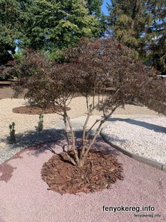 Pine and Aspen Mulch