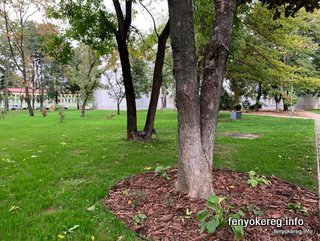 Pine and Aspen Mulch