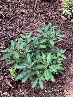 Pine and Aspen Mulch