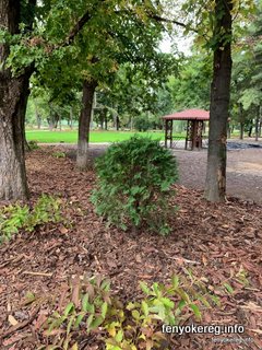 Pine and Aspen Mulch