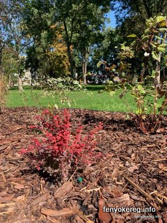 Pine and Aspen Mulch