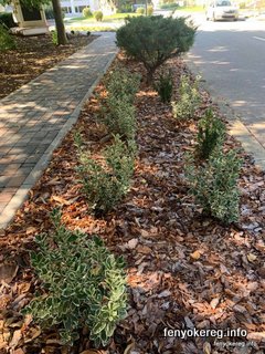 Pine and Aspen Mulch