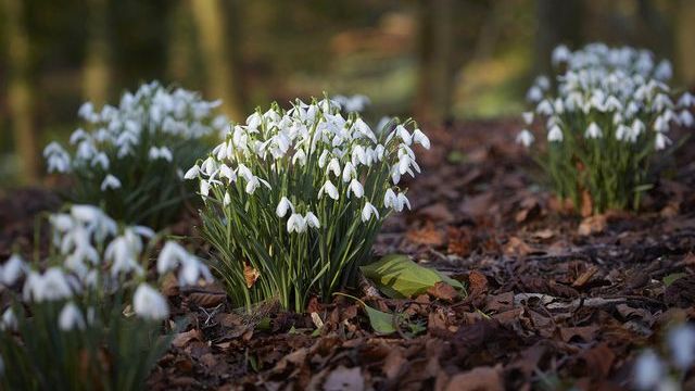 pine bark with snowdrops